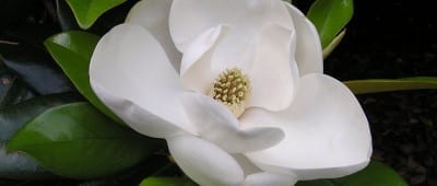 Magnolia.F