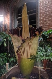 corpse flower 3.MAIN