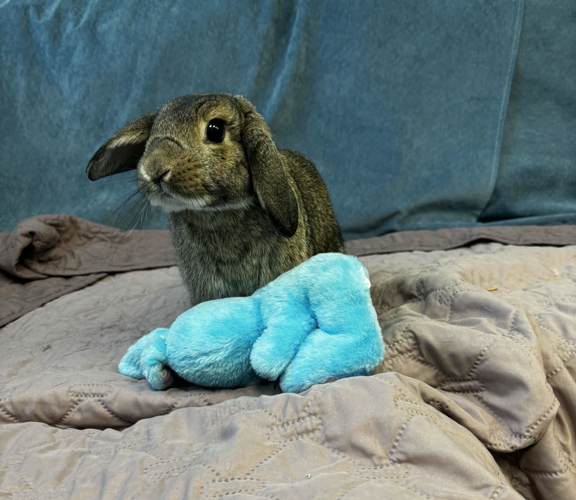 A rabbit at Missouri House Rabbit Rescue. (Photo by Raegan Hooker) 
