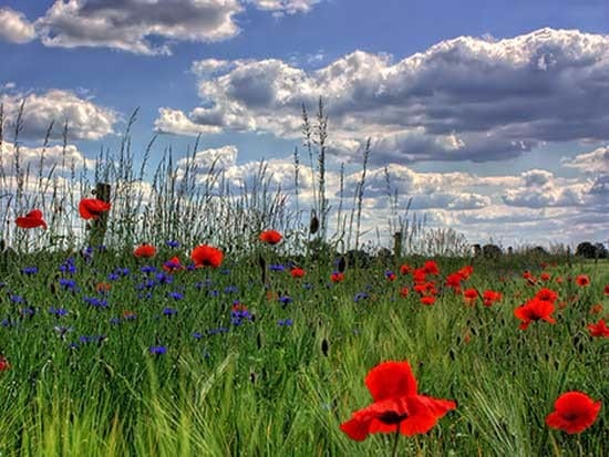 poppies (1)