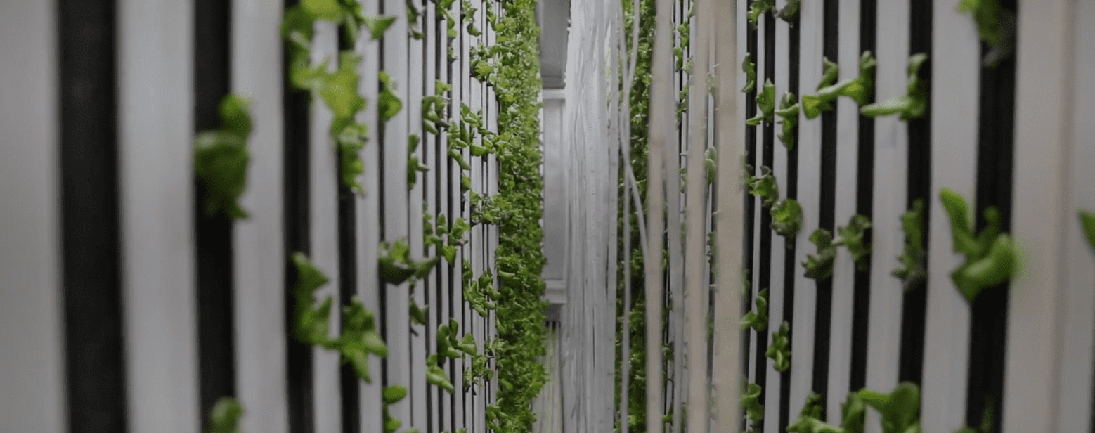 Lettuce and other green vegetables being grown inside Maryville's freight farm
