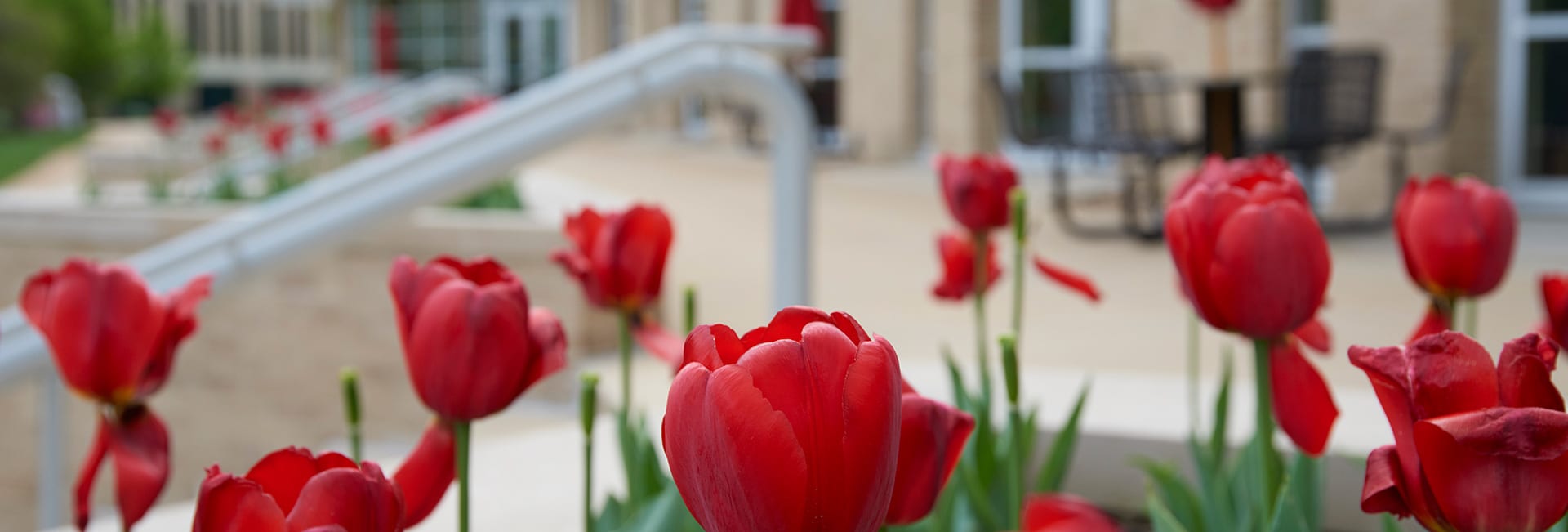 flowers in front of DUC