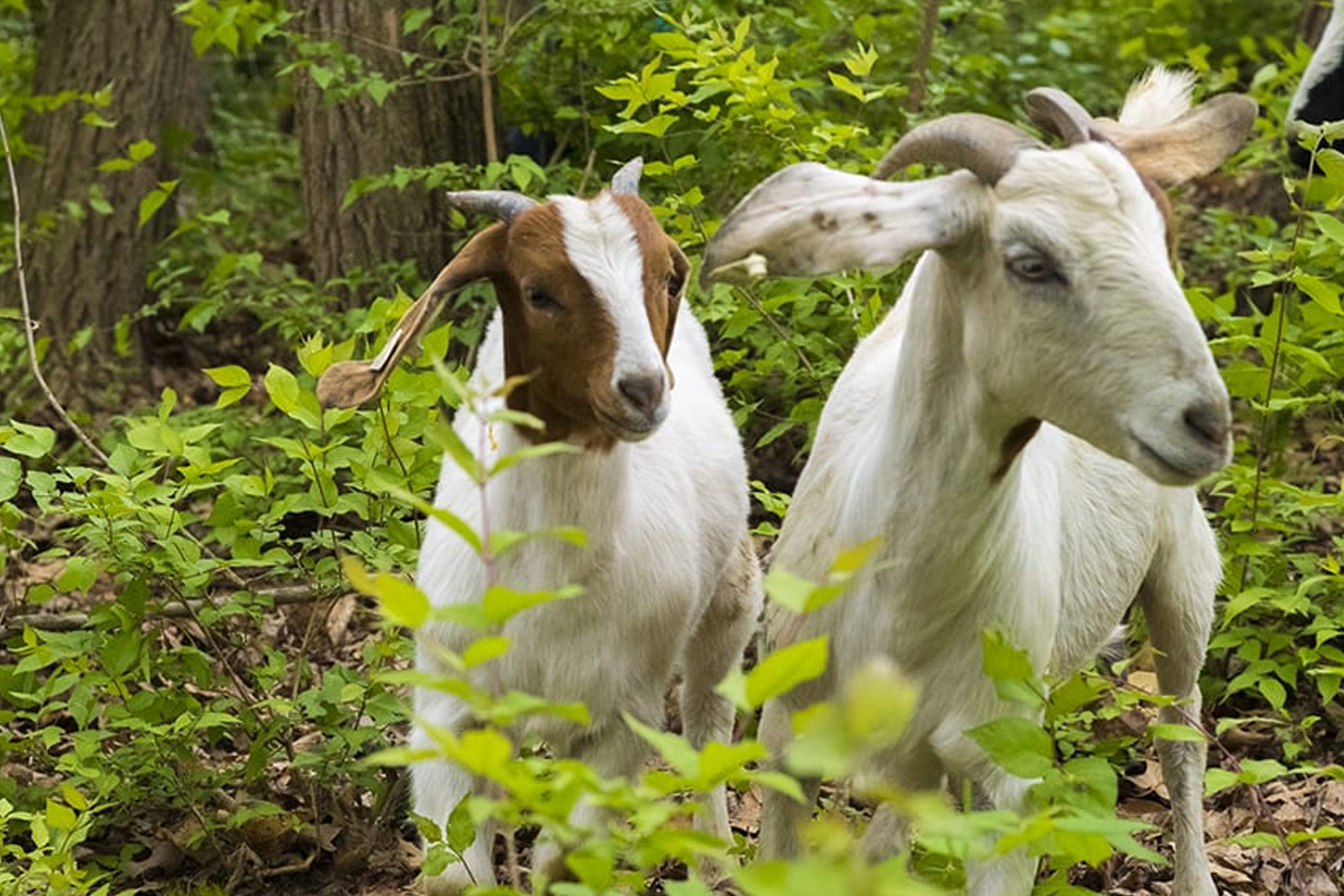 Goats on Maryville Campus